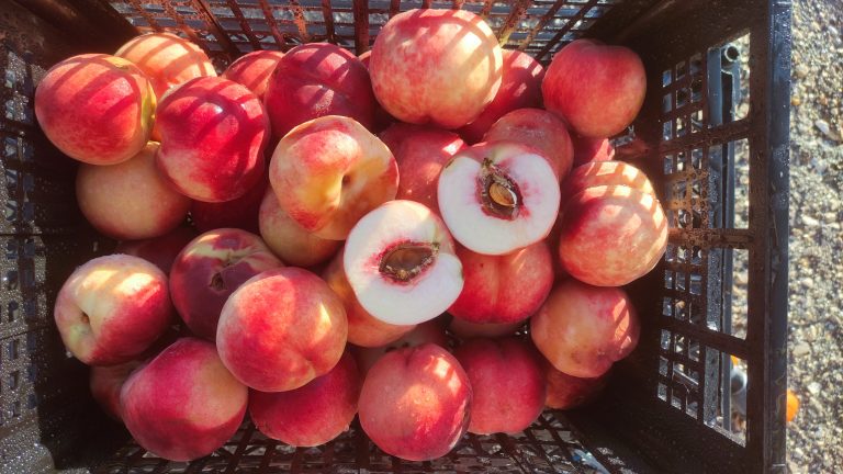 peach liqueur craft peaches white