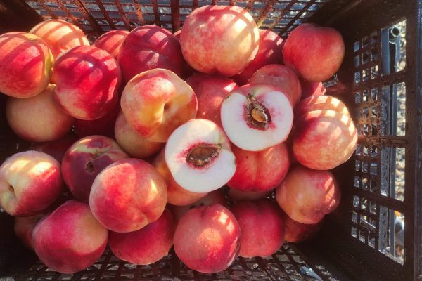 peach liqueur craft peaches white